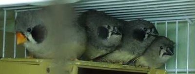 5-25 black cheek offspring.jpg