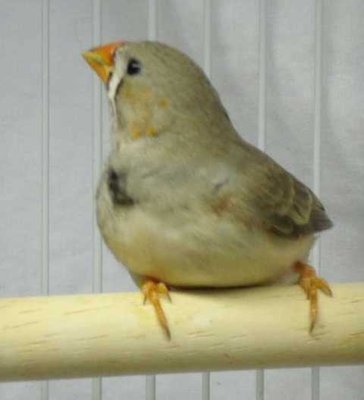 5-27 patches' boy faint markings.jpg