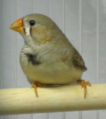 5-27 patches' boy odd markings.jpg