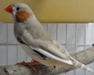 1-1 2011 Florida silver male-father.jpg