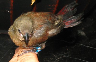 A view where her beautiful tail can be seen -- the feathers are still spreading out