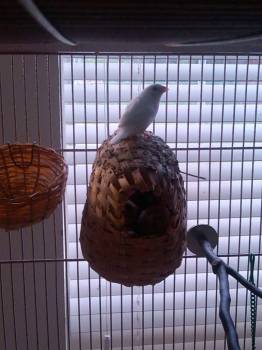 Here is the best I could get of Whitestorm, the all white male Society. He sings beautifully and frequently.