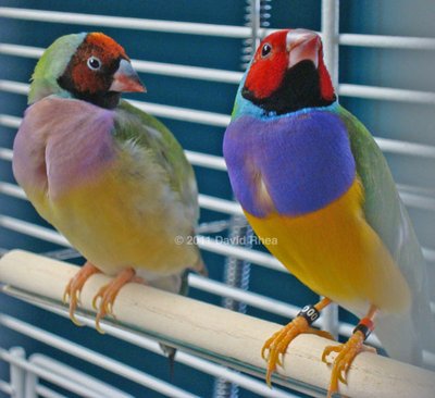 Taken 7 weeks ago (April 11), at the very start of their molt.