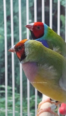 Taken 6 weeks ago (April 23), shortly after they began their molt.