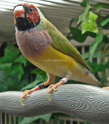 Lucy, taken yesterday (June 1).