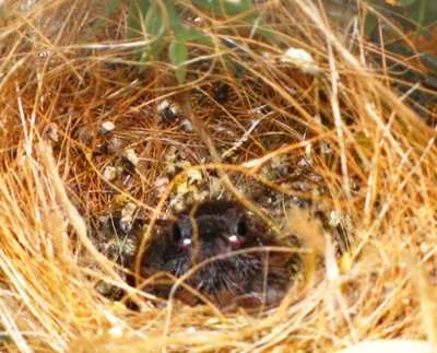 This little guy stayed in the nest by himself for a bit but joined his siblings after a couple of hours.