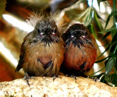 My guess is that the one on the left is a female while the one on the right is a male.