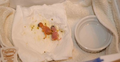 This how I have the inside of the brooder set up.<br />On the left is a shallow dish with a couple layers of paper towel on top to insulate the chicks from the dish.<br />On the right is a small ramekin with water, to provide humidity.
