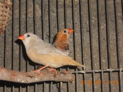 new finches 053.jpg