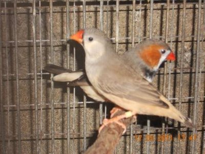 new finches 064.jpg