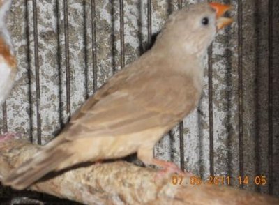 new finches 091.jpg
