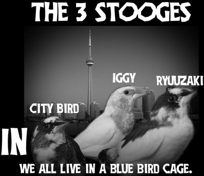 the_3_stooges__socities.jpg