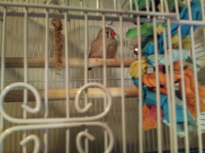 queen_bird.jpg