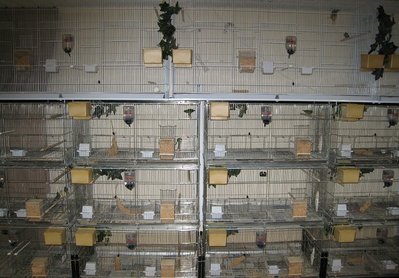 Cage set-up