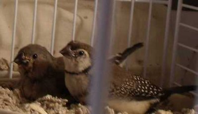 6-14 owl and zebra penguin baby.jpg