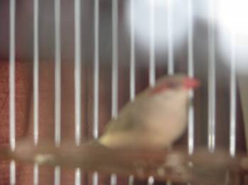 Red Ear or St. Helena?