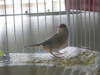 black or dark brown tail feathers with white on edges or not?