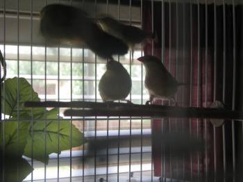 Again the pic is not the best but the two birds are on the branch
