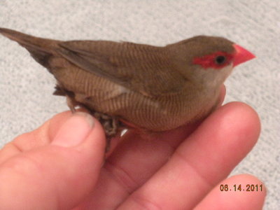 Barring on wings and body.
