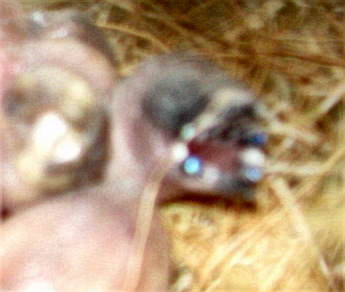 baby gouldians oct 9th 001(1).jpg
