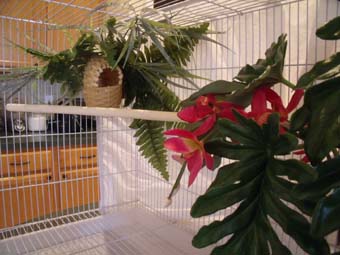 new cage 1.jpg