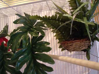 new cage 2.jpg