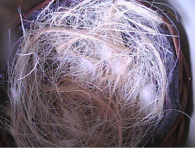 The empty nest