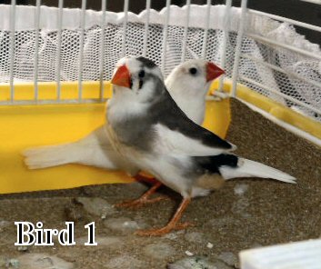 bird1.jpg