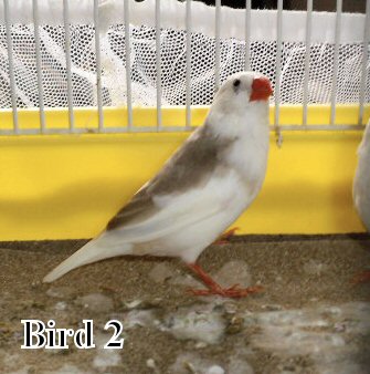 bird2.jpg