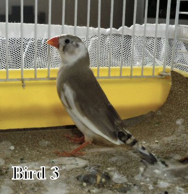 bird3.jpg