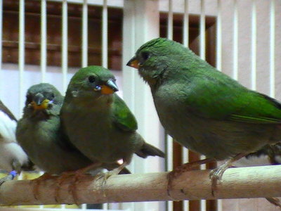 Red Face Parrot Finch Chicks