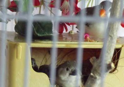 6-29 penguin chick.jpg