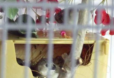 6-29 penguin chicks.jpg