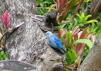 azulejo01.jpg