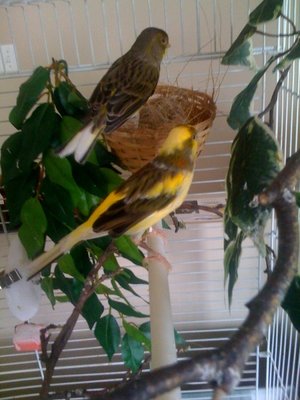 canary1.jpg