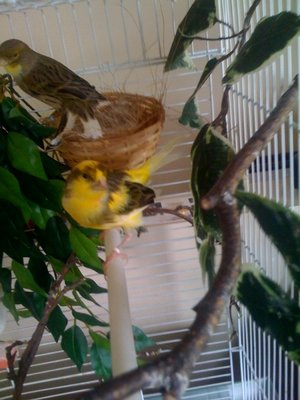 canary2.jpg