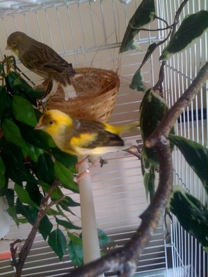 canary3.jpg