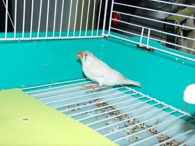 female