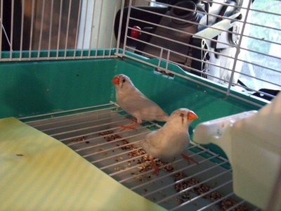 2 females