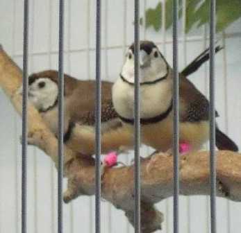 7-5 owls sweet pair.jpg