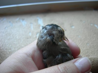 this is the more sicker bird