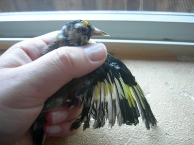 same bird