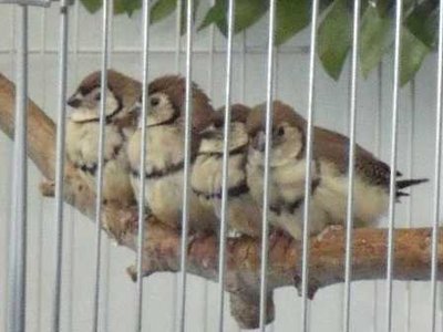 7-10 fledglings.jpg
