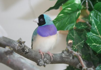 blue male.JPG