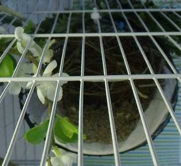 7-12 BC nest and eggs.jpg