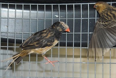 Male &amp; female Straw-tail Whydahs
