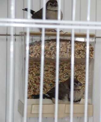 7-16 babies roosting.jpg
