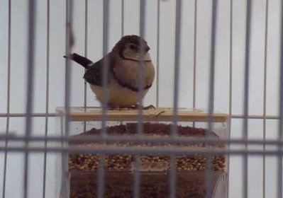 7-16 baby owl.jpg