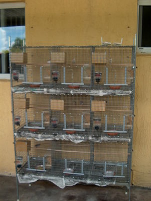 Finches and Finch Cages 003.JPG
