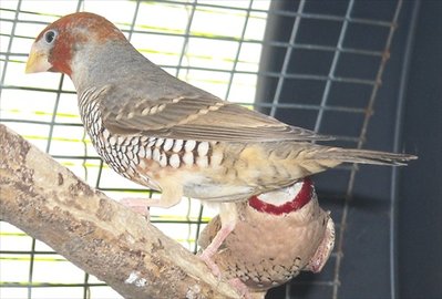 Male Red-head Finch
